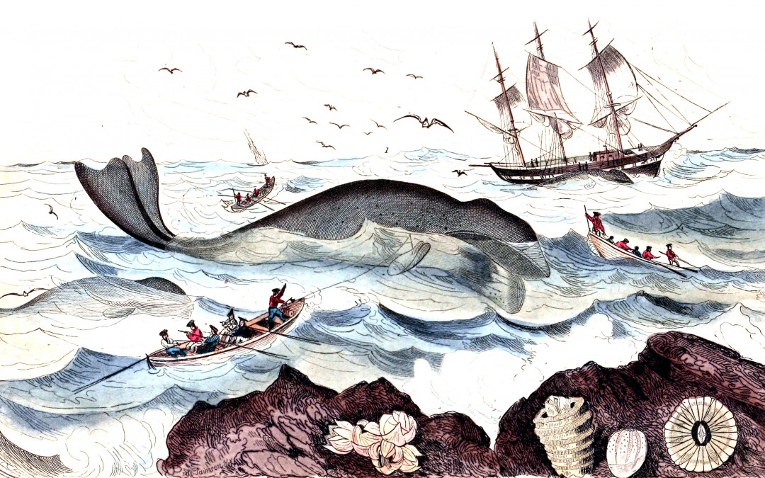 La captura de ballenas en el Cantábrico